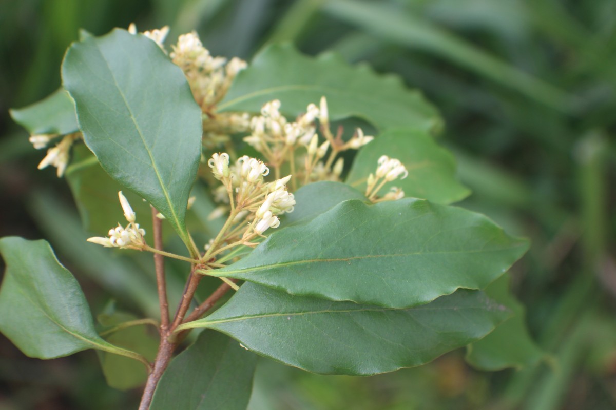 Pittosporum ferrugineum W.T.Aiton